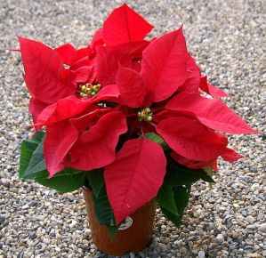 A lovely Poinsetta, a common Christmas flower. By KENPEI (KENPEI's photo) [GFDL (http://www.gnu.org/copyleft/fdl.html), CC-BY-SA-3.0 (http://creativecommons.org/licenses/by-sa/3.0/) or CC-BY-SA-2.1-jp (http://creativecommons.org/licenses/by-sa/2.1/jp/deed.en)], via Wikimedia Commons